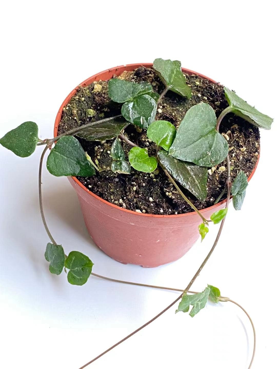 2" pot 4"pot  rooted  String of hearts-orange river