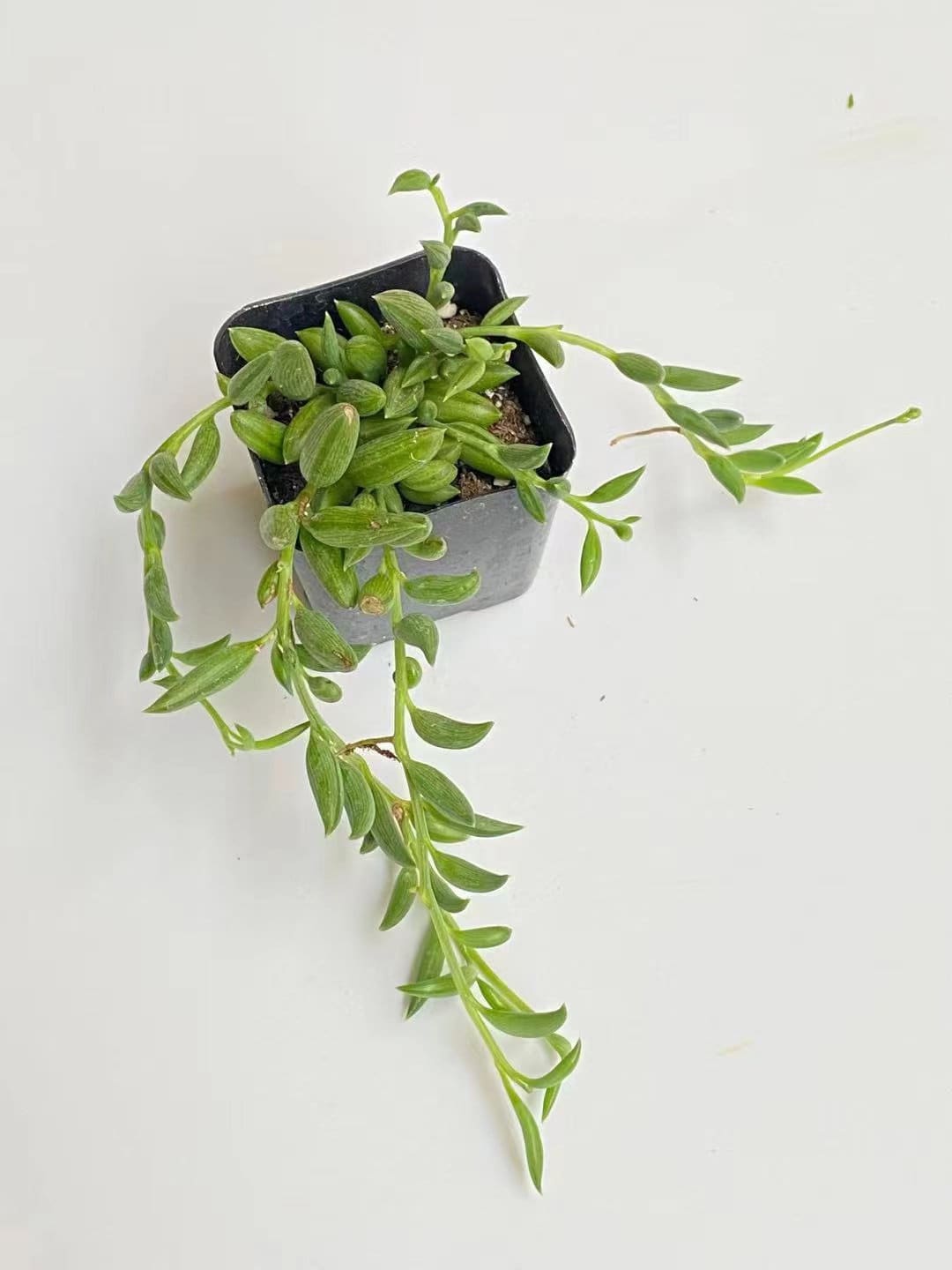 Cuttings/2" pot 4"pot String of Bananas Senecio radicans