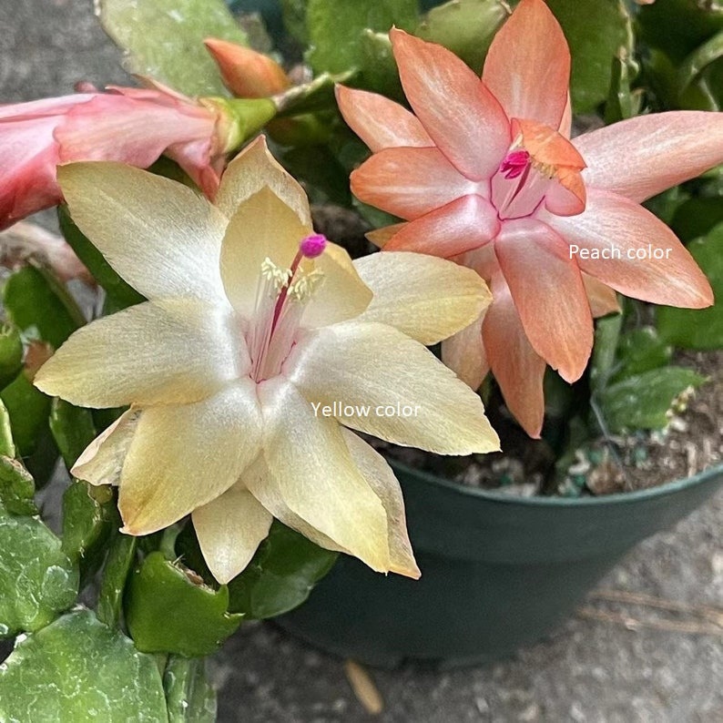 Unrooted Leave cuttings Thanksgiving cactus