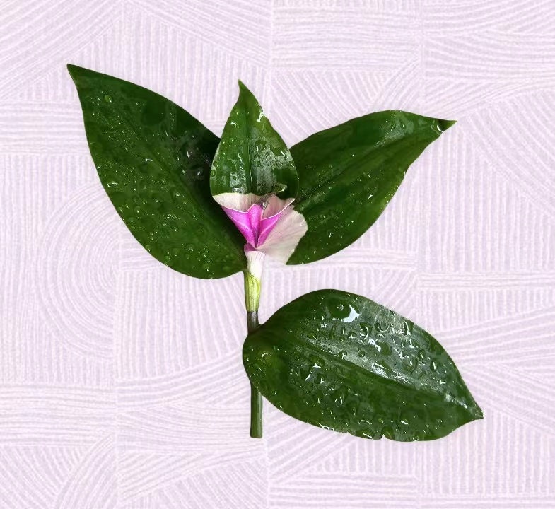 Cuttings Tradescantia Blushing Bride