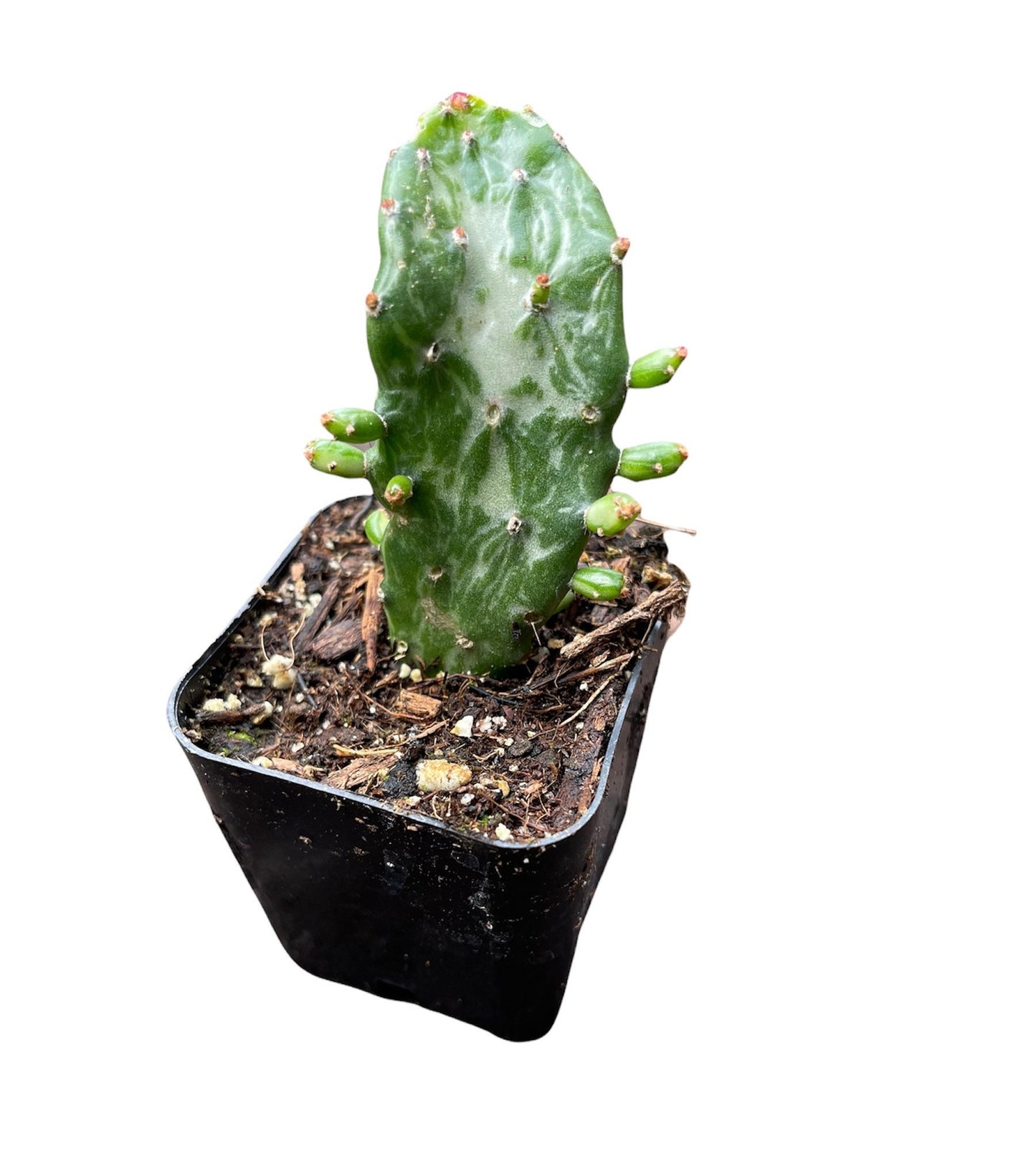 2"pot Variegated Josephs Coat Cactus ‘Opuntia monacantha Variegata’
