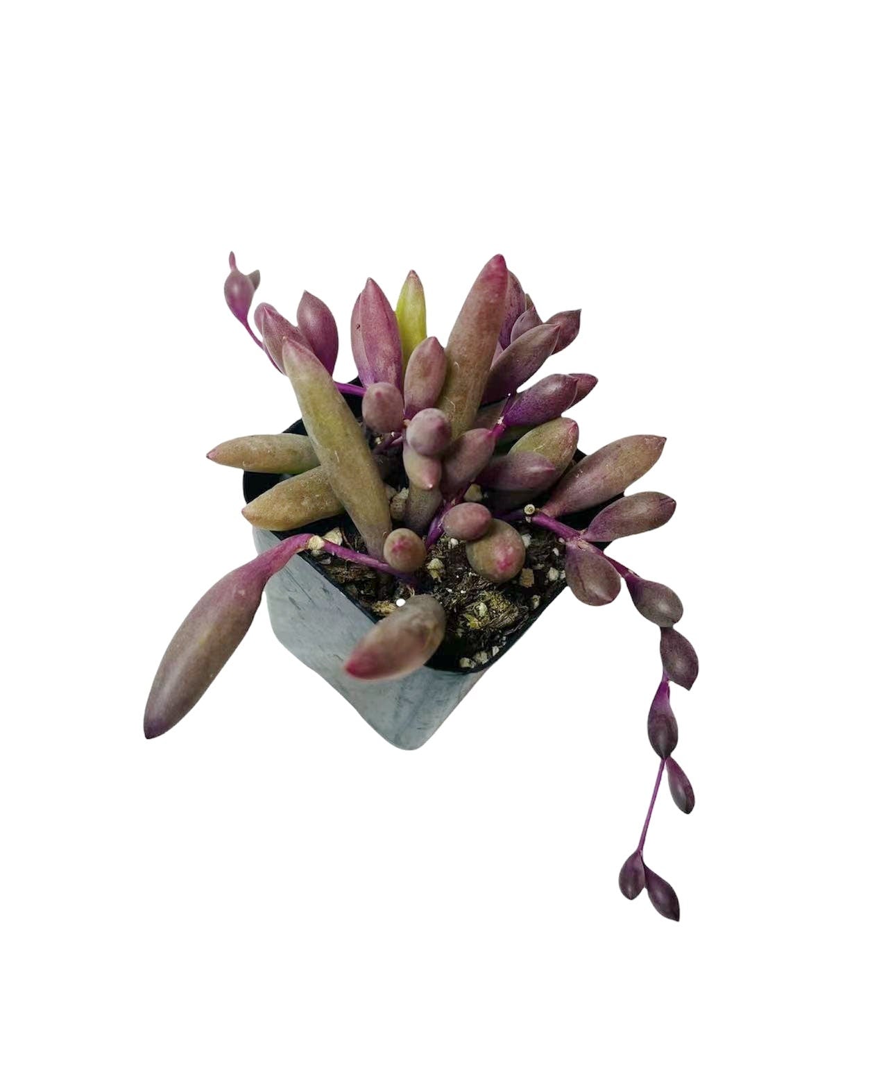 2" pot Succulent Plants Othonna Capensis/Ruby Necklace