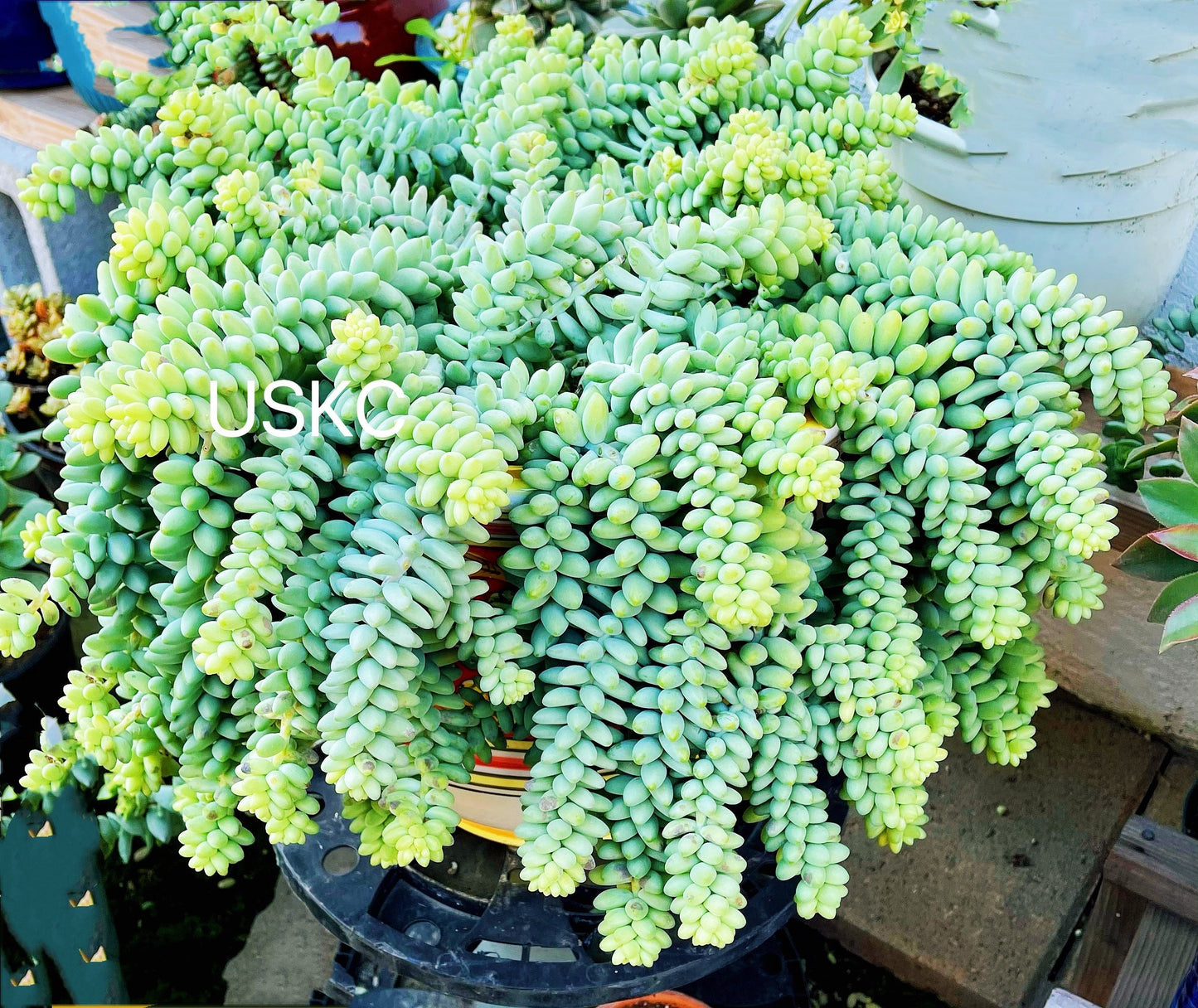 2”pot Succulent Sedum Morganianum Donkey Tail