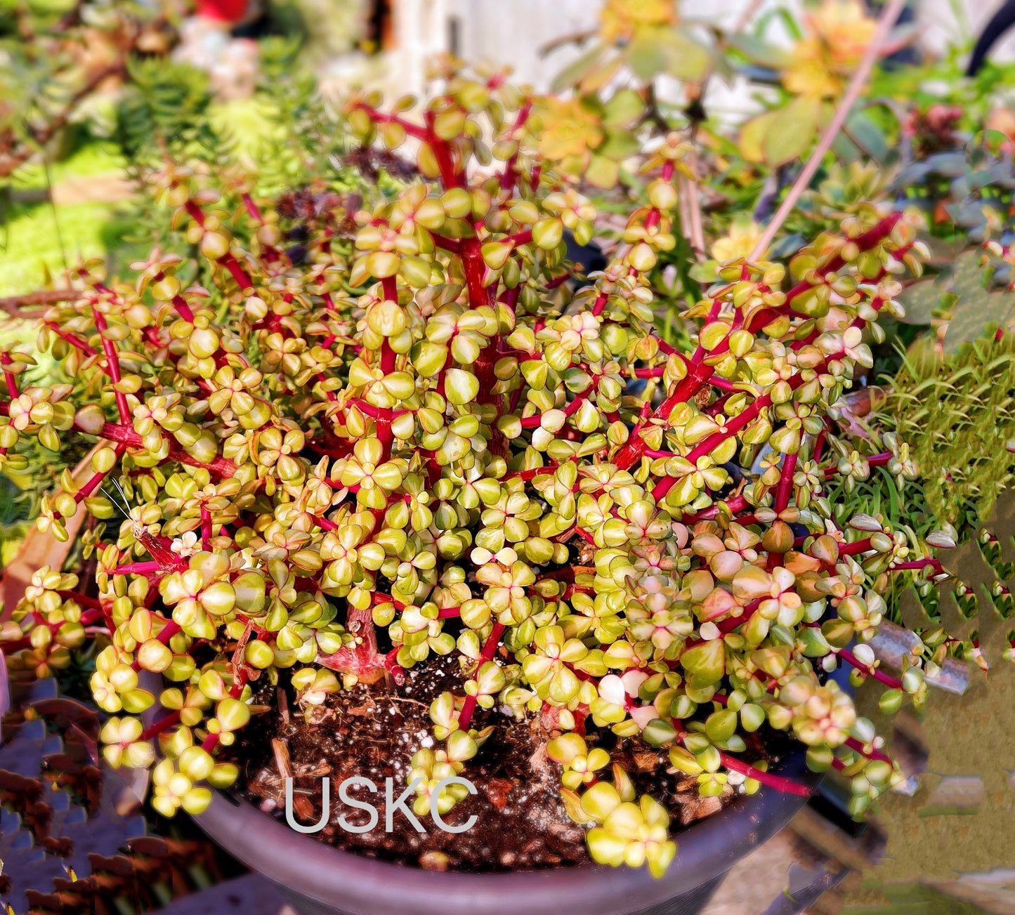 2" pot 4"pot Succulent Plants  Portulacaria Afra Variegata