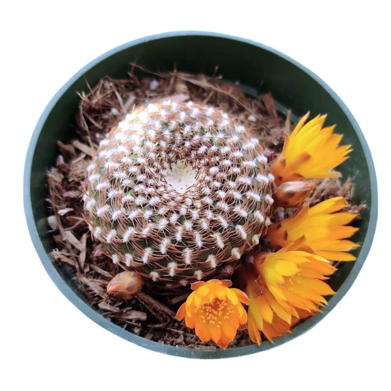 4"pot Live Cactus  Solcurebutia Arenacea