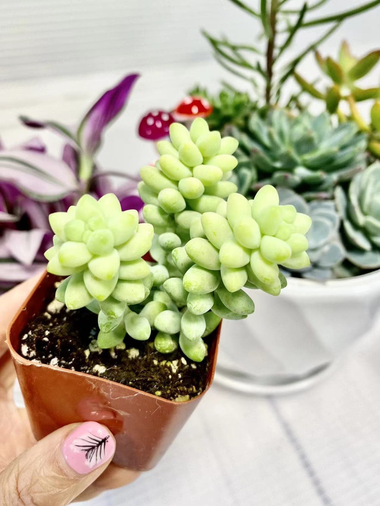 2”pot Succulent Sedum Morganianum Donkey Tail