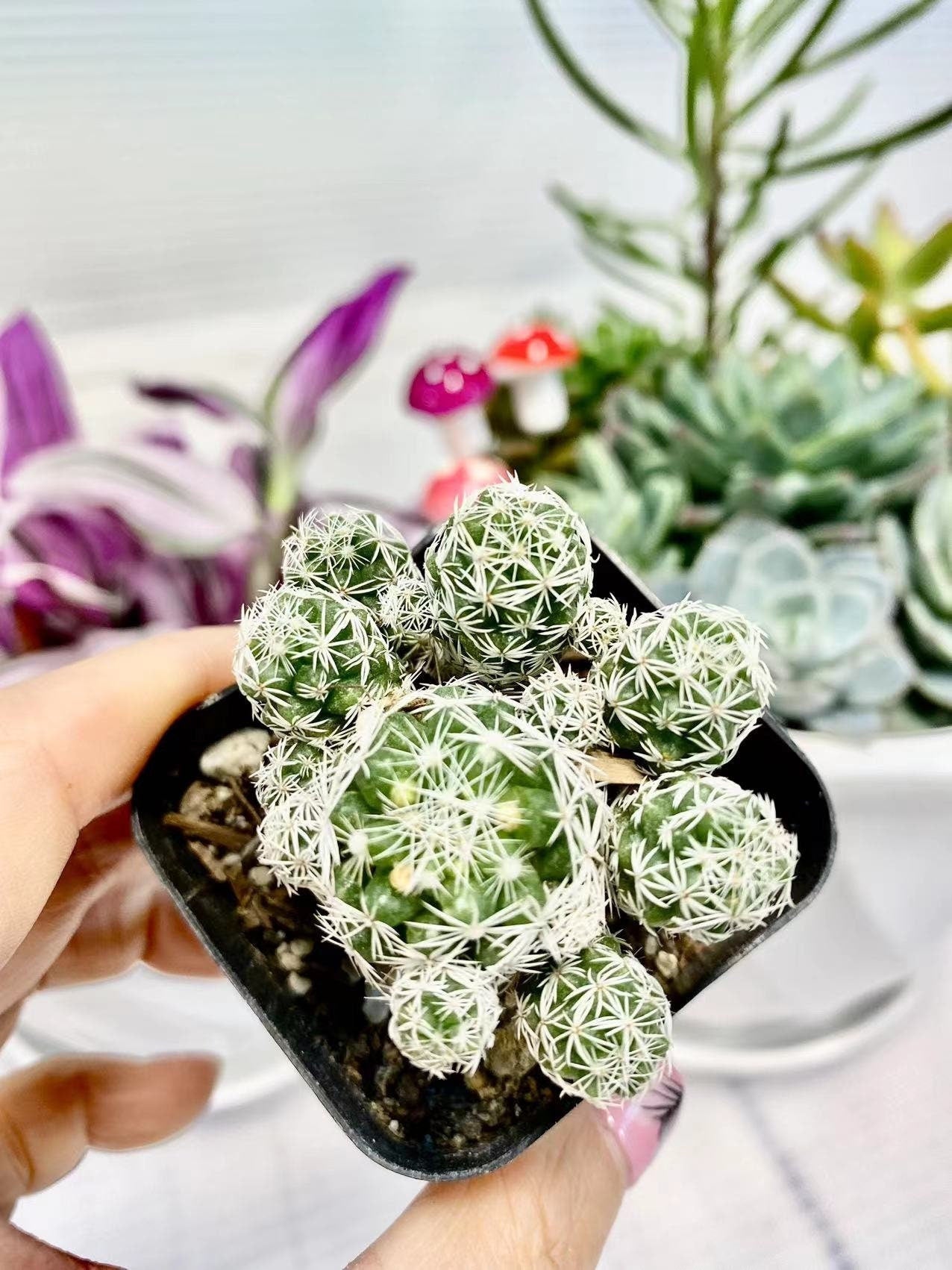 2"pot 4”pot  Mammillaria gracilis fragilis Thimble Cactus