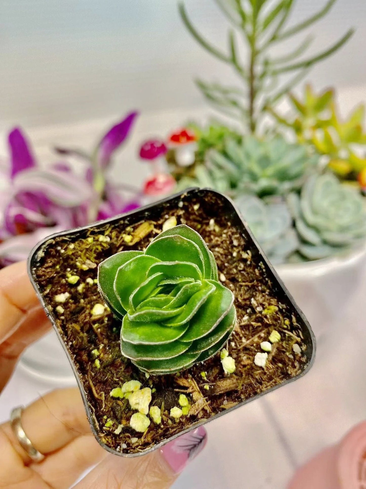 2" pot Rare Succulents Plants Buddha Temple