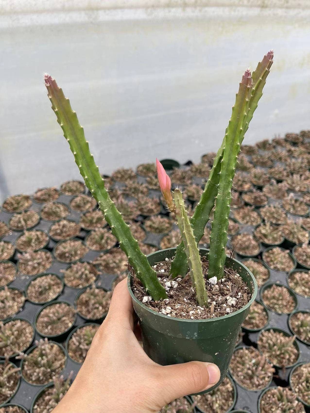 4"pot  Cactus Aporophyllum Edna Bellamy