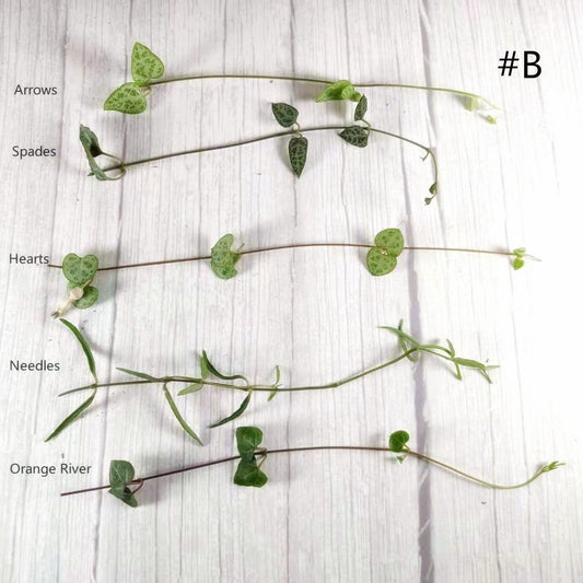 Leave cutting  unrooted  5 pieces mix String plants