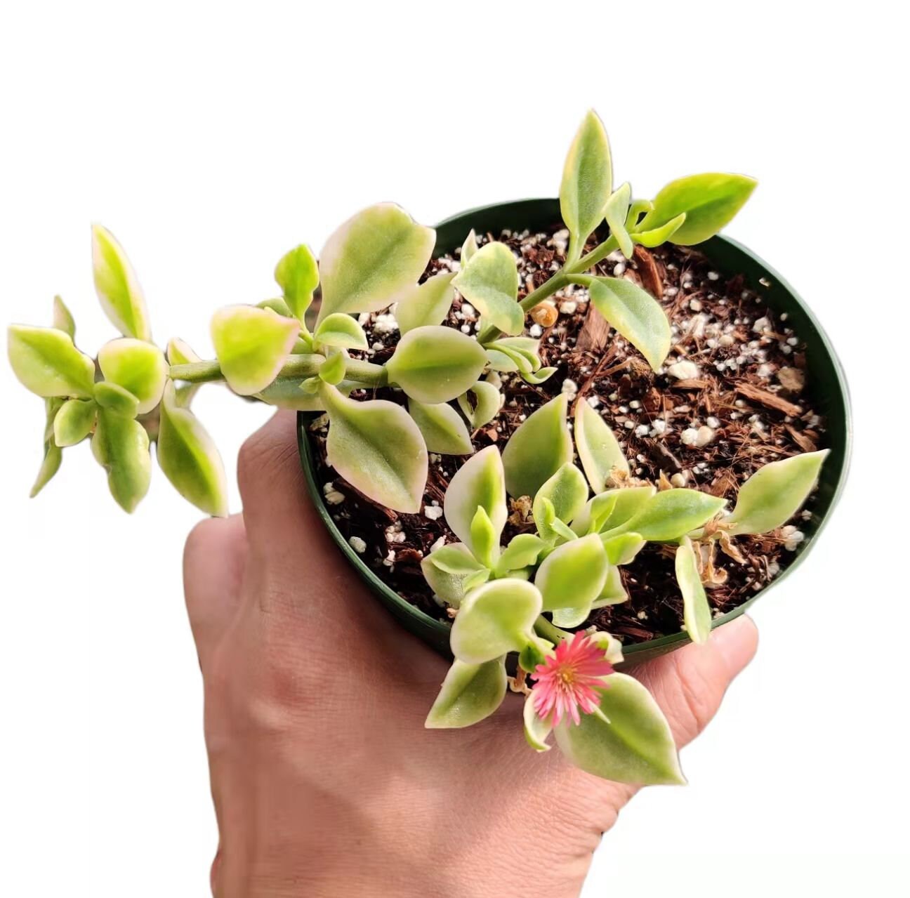 2"pot 4“pot Succulent Plants aptenia cordifolia variegata