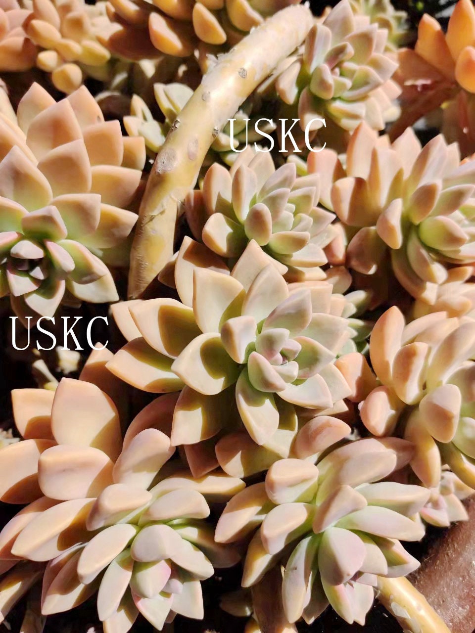 2" pot 4”pot Graptopetalum Paraguayense Ghosty plant