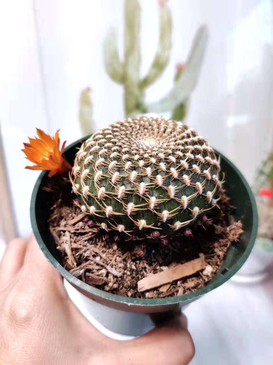 4"pot Live Cactus  Solcurebutia Arenacea