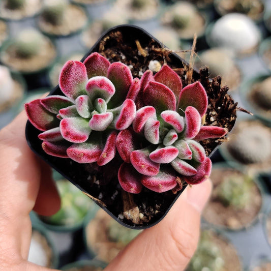 2” pot succulents Plants Echeveria Devotion