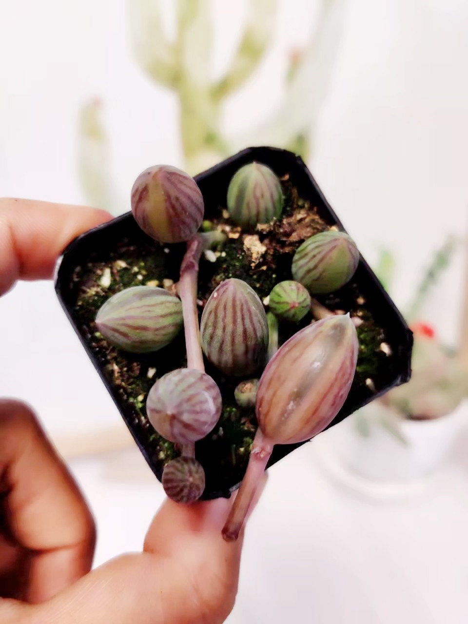 2"pot /4"pot Succulent Plants String of Watermelons rooted