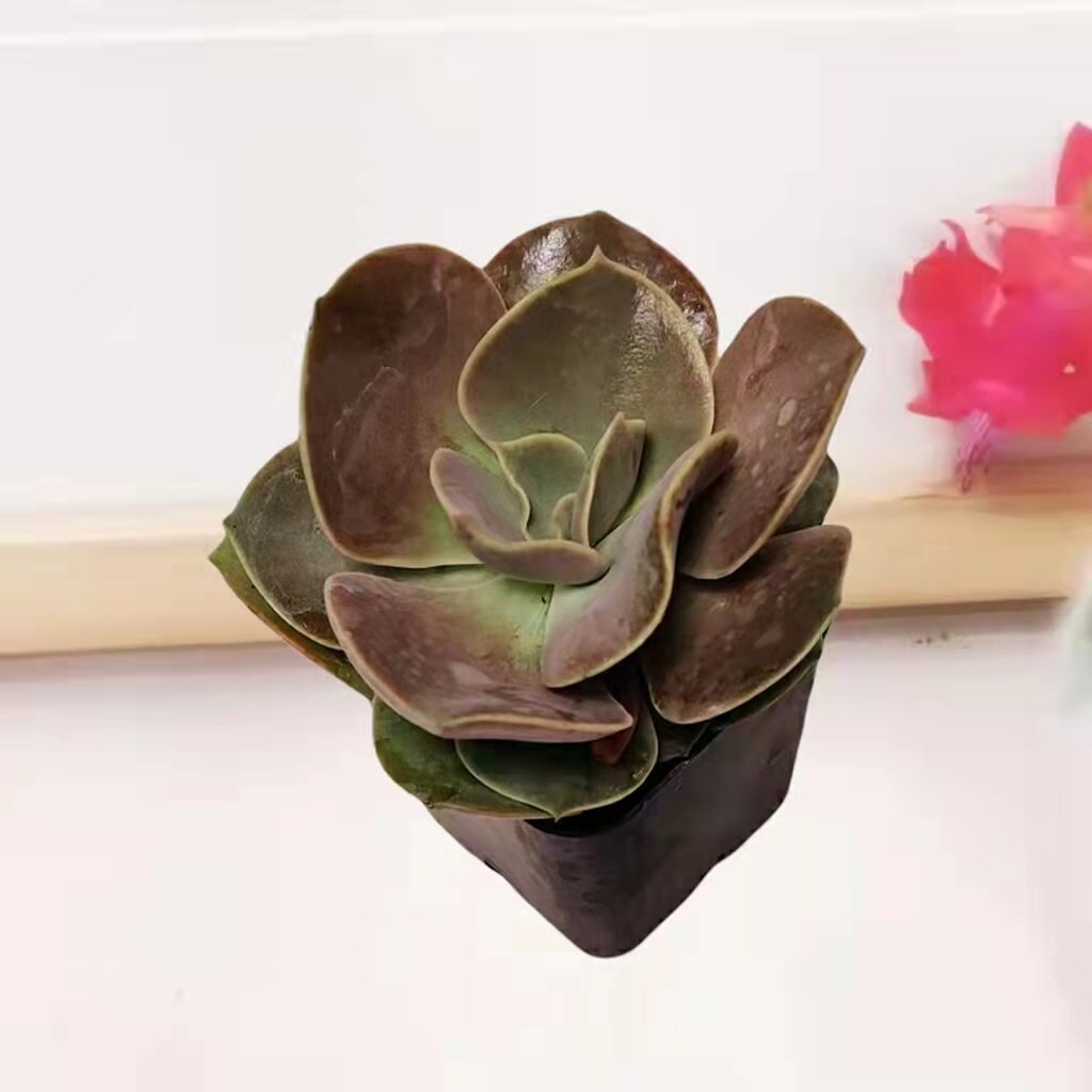 2" pot Echeveria Lolita Succulent