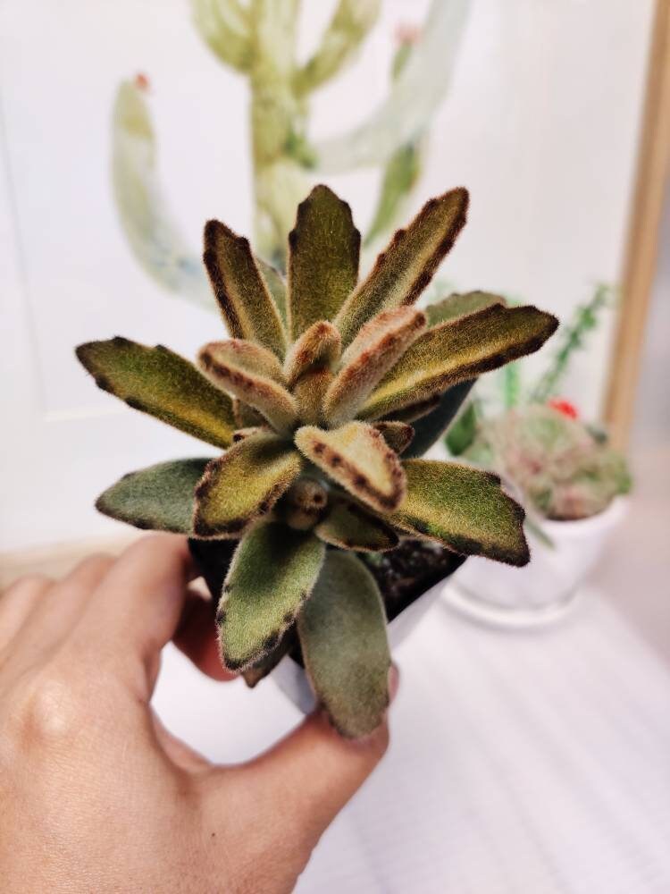 2" pot Kalanchoe Tomentosa 'Chocolate Soldier'