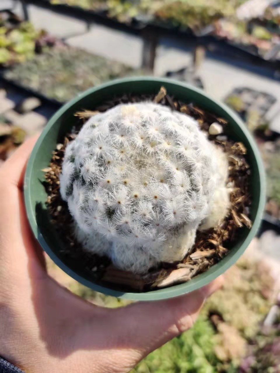 4"pot Cactus Plants Mammillaria Plumosa Feather Cactus