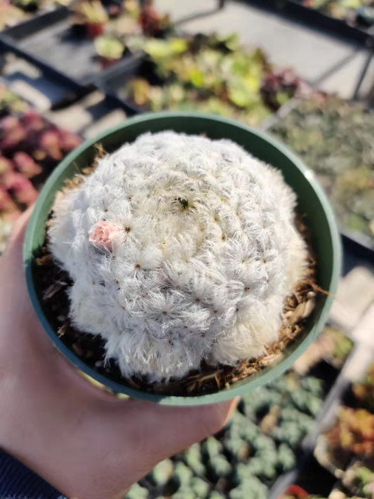 4"pot Cactus Plants Mammillaria Plumosa Feather Cactus