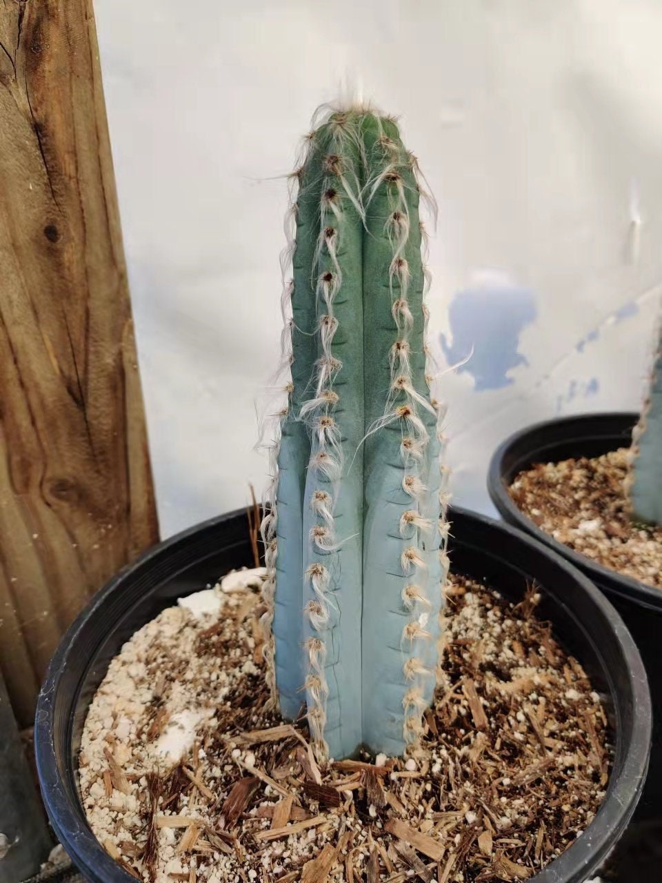 2"pot Blue hair Pilosocereus cactus