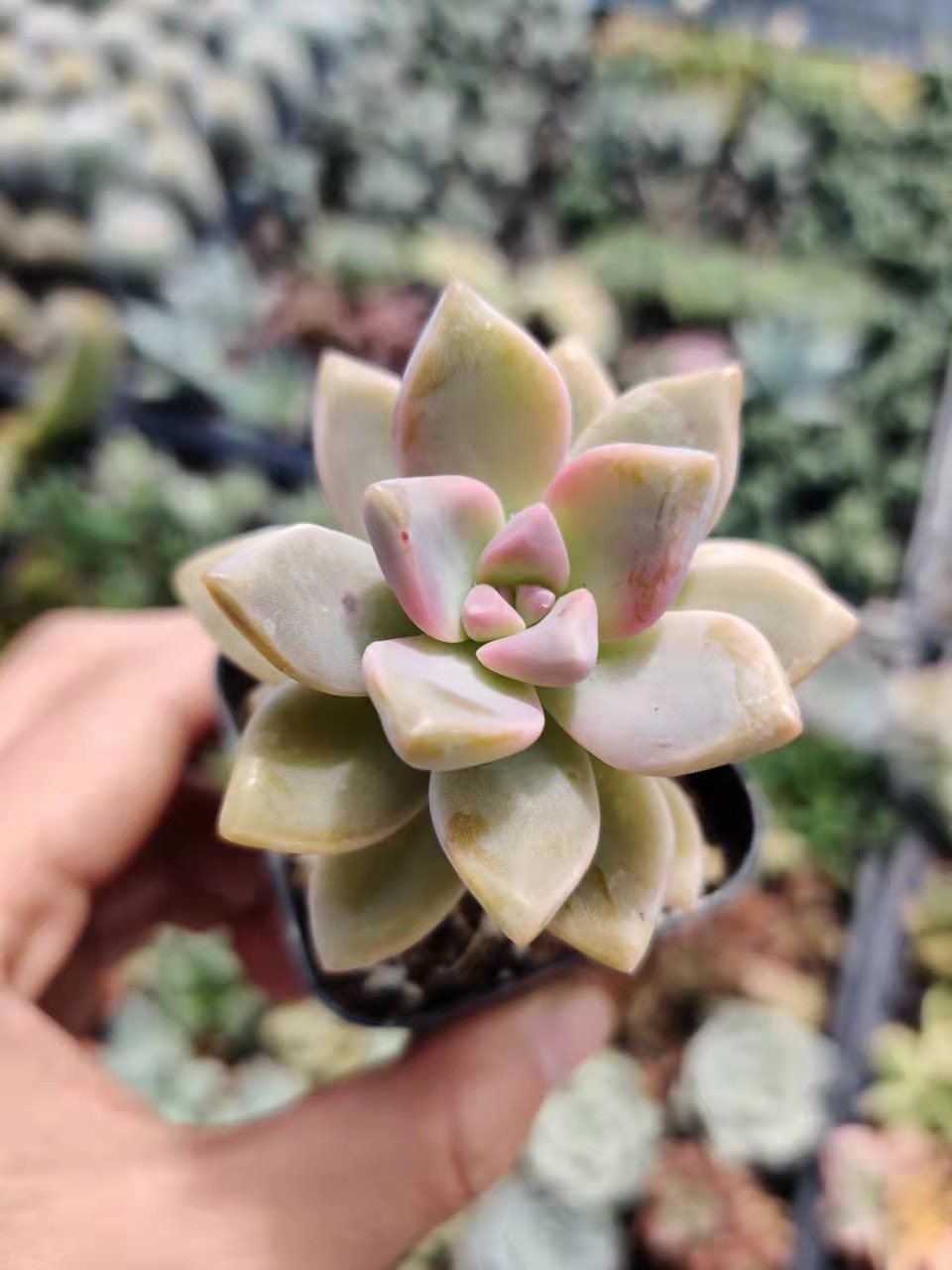 2" pot 4”pot Graptopetalum Paraguayense Ghosty plant
