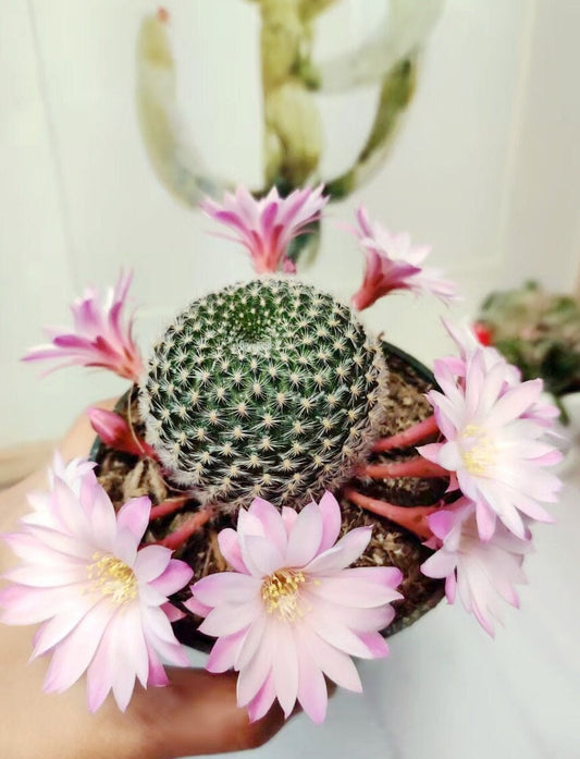 2"pot 4"pot Rebutia narvaecensis