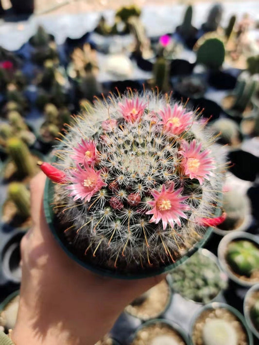 2"pot 4"pot Cactus Plants Mammillaria Bocasana