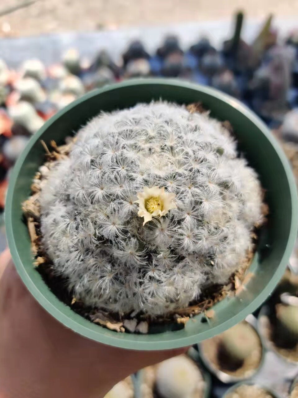 4"pot Cactus Plants Mammillaria Plumosa Feather Cactus