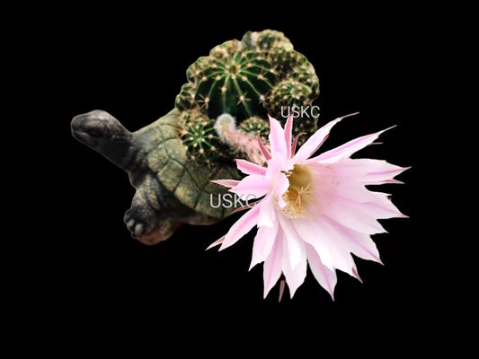 2"pot 4"pot Echinobivia Rainbow Bursts Cactus