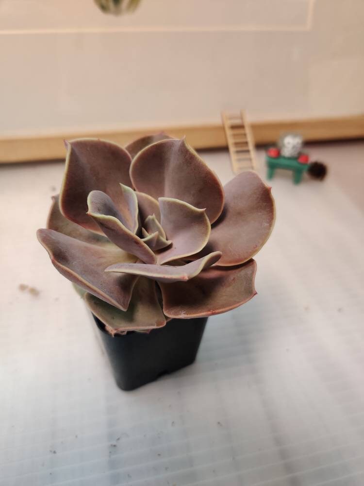 2" pot Echeveria Lolita Succulent