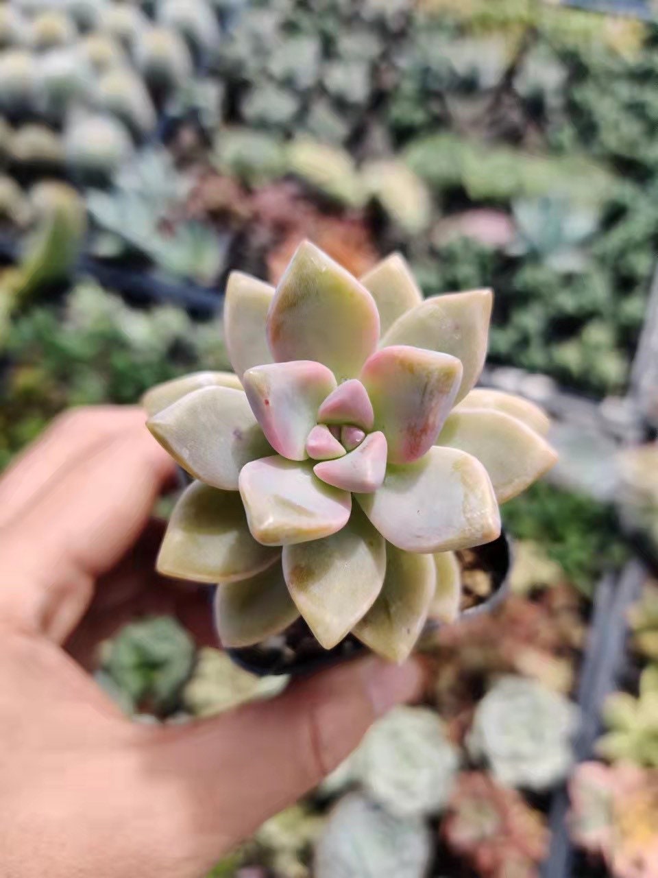 2" pot 4”pot Graptopetalum Paraguayense Ghosty plant