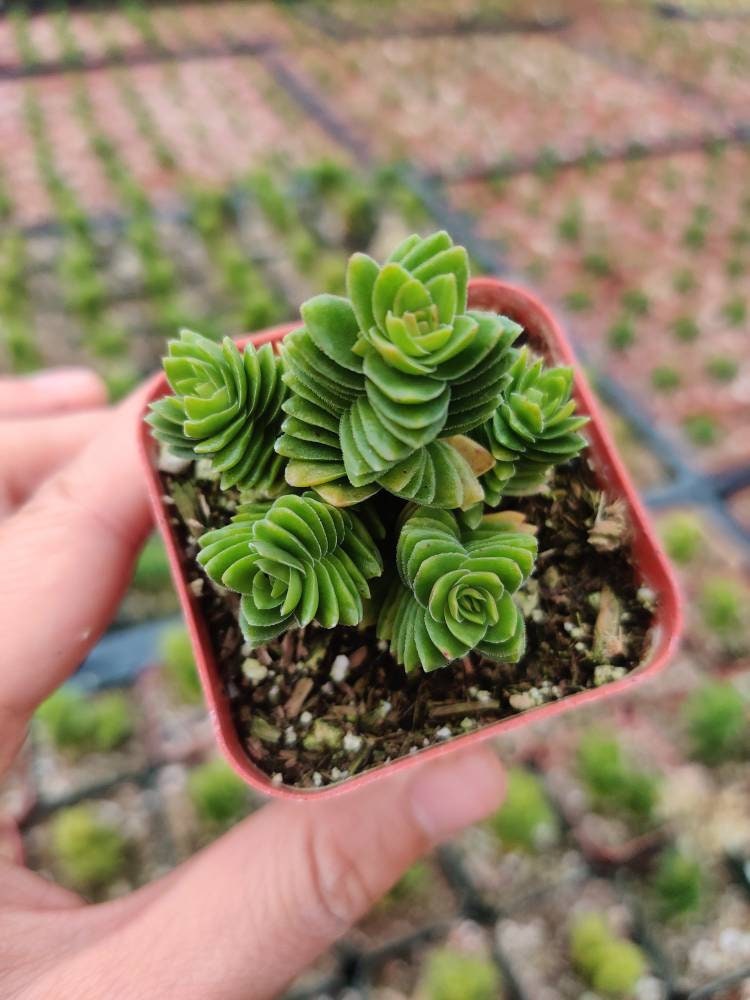 2"pot Succulent Plants Crassula Estagnol Spiralis