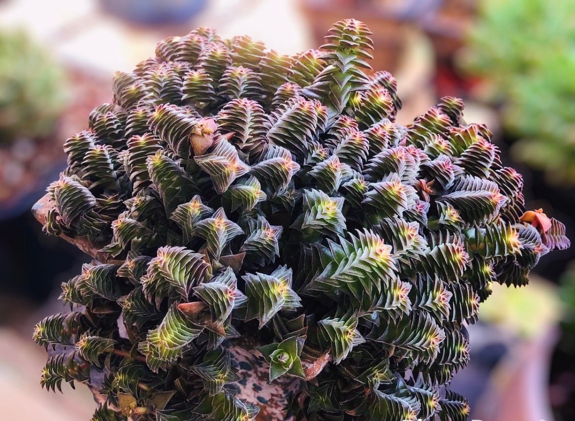 2"pot 4" pot Crassula tabularis Pagoda Village