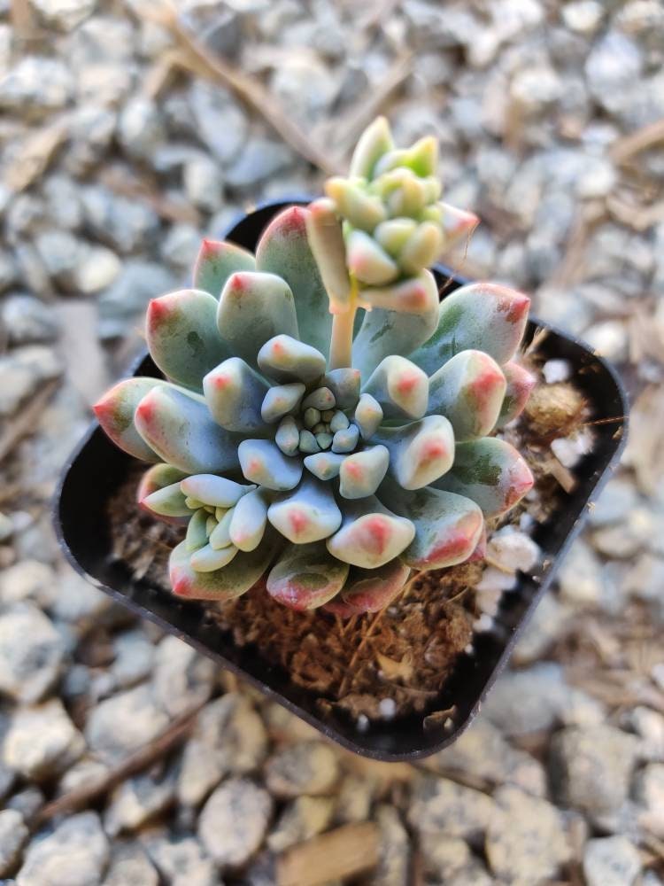 2"pot 4"pot Live Succulent plant Echeveria Blue Elf/Blue Apple