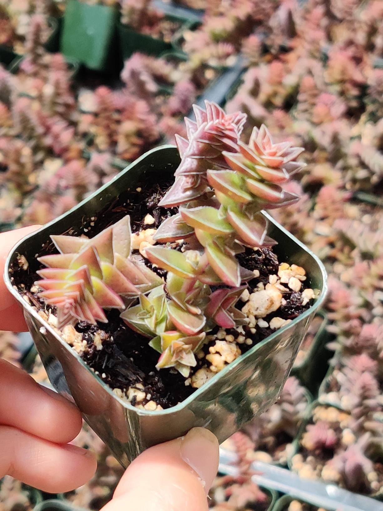2"pot 4" pot Crassula tabularis Pagoda Village