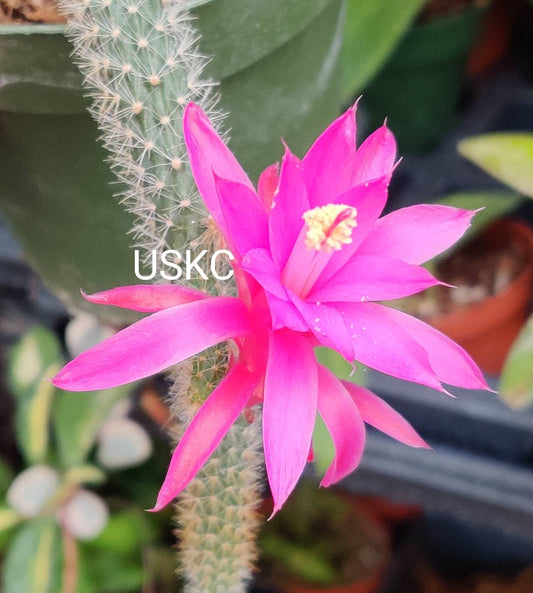 2”pot 4"pot Cactus Plants Rat Tail