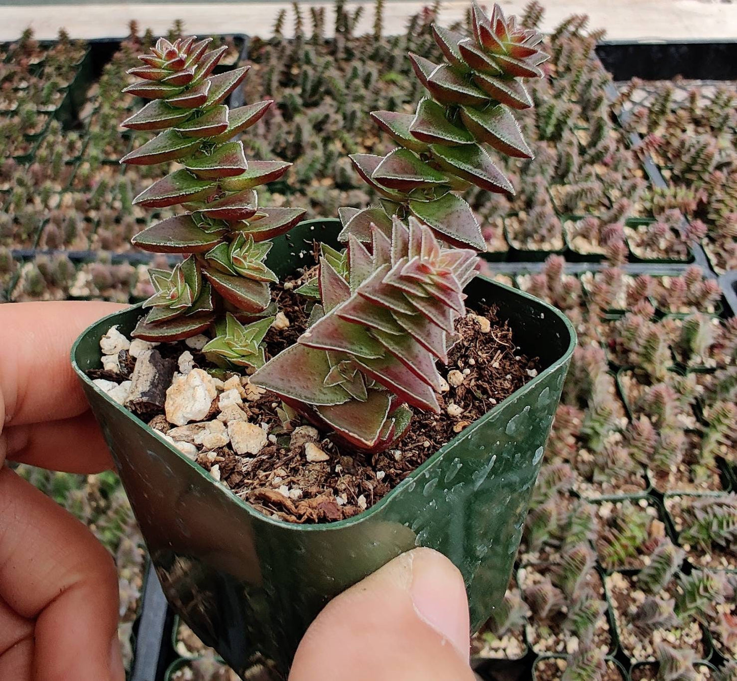 2"pot 4" pot Crassula tabularis Pagoda Village