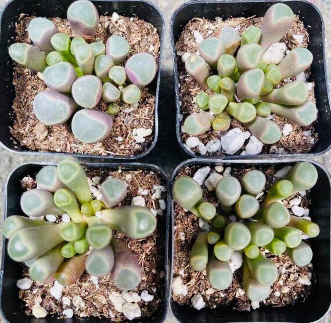 2" pot 4”pot Succulent Plants Fenestraria baby toes
