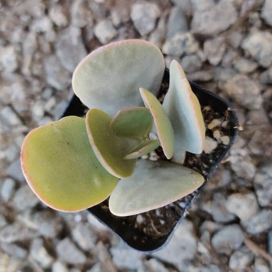 2” Crassula arborescens Silver Dollar Jade