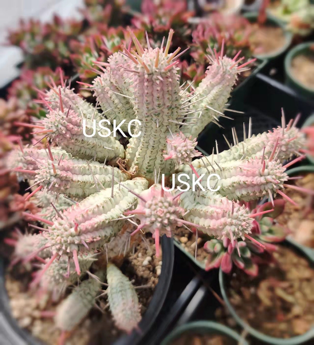 2" Corncob Cactus Euphorbia Mammillaris Variegata