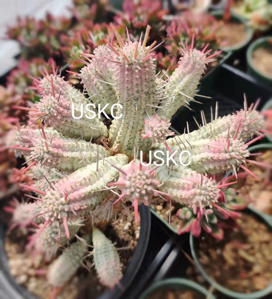 2" Corncob Cactus Euphorbia Mammillaris Variegata