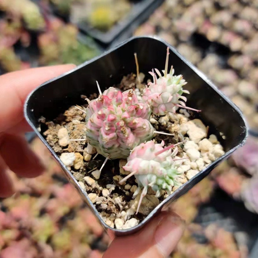 2" Corncob Cactus Euphorbia Mammillaris Variegata