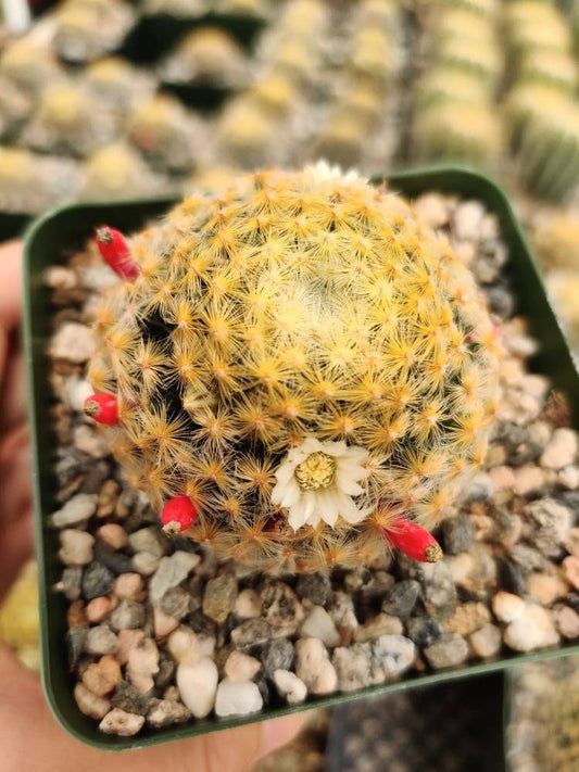 4"pot Live Rare cactus  Mammillaria Schiedeana