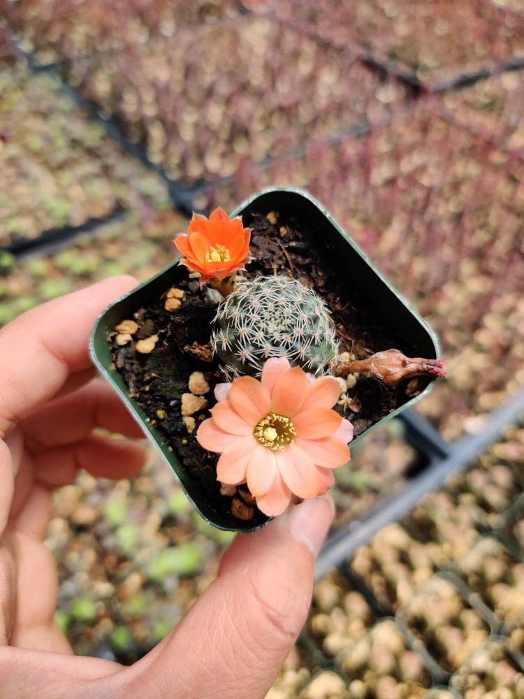 2"pot Live  Cactus plant Rebutia sp. cactus