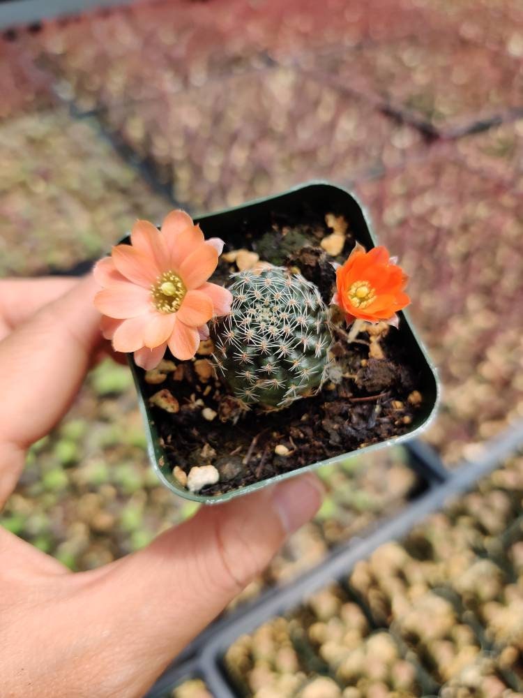 2"pot Live  Cactus plant Rebutia sp. cactus
