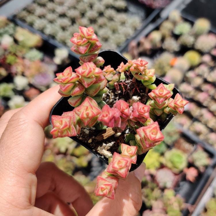 2” pot succulent Plants Crassula Tom Thumb