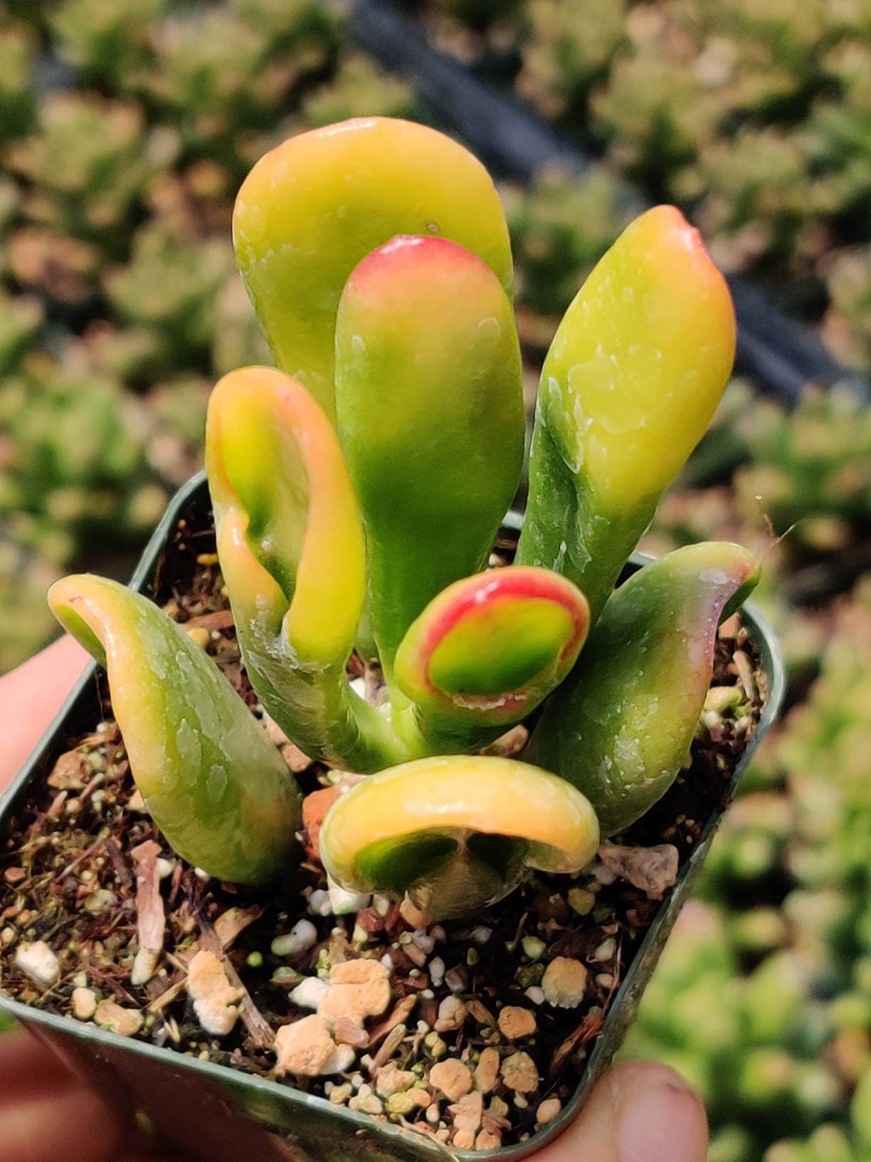 2" pot  4"pot Variegated Ogre Ears Jade
