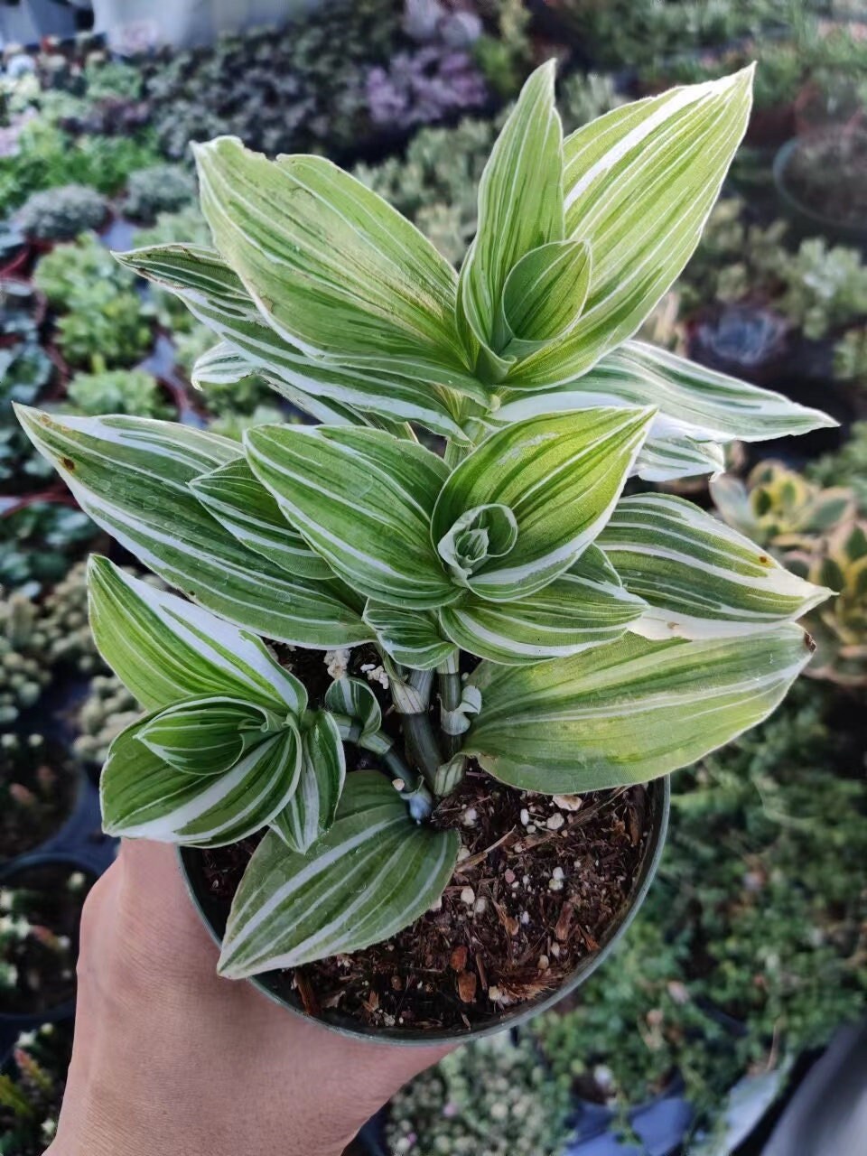 2"pot 4" pot Tradescantia Albiflora Albovitatta