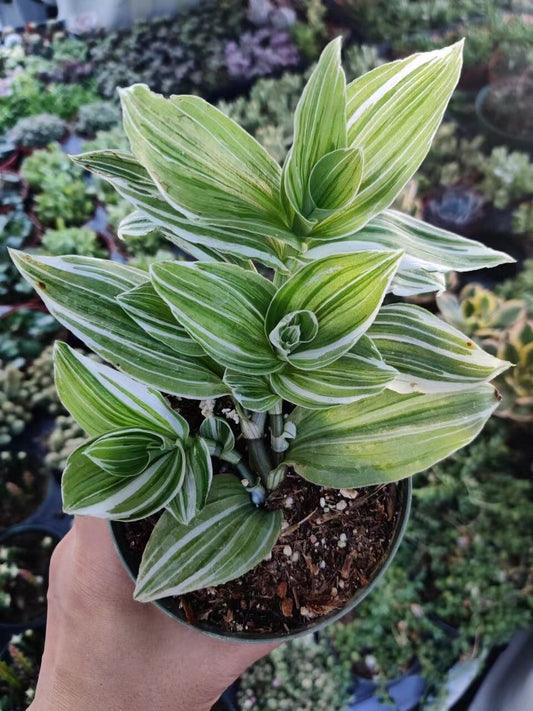 2"pot 4" pot Tradescantia Albiflora Albovitatta