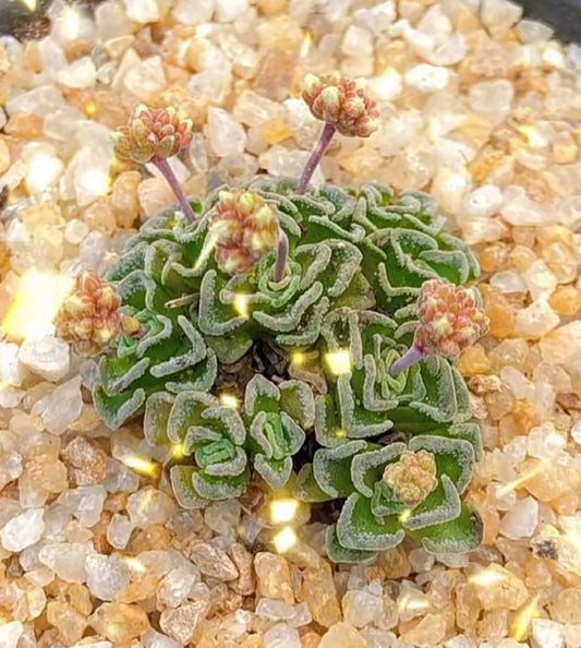 2" Pot  Crassula Dorothy